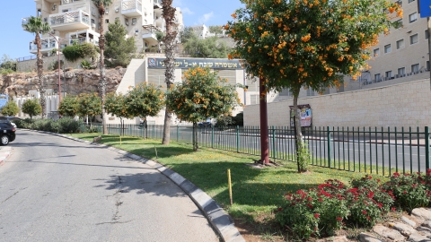 הפריחה בשדרות יחזקאל.JPG